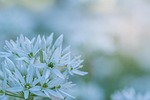 wild garlic, blossom, bloom, macro, white, plant, bloom, medicinal plant, forest plant, forest, naturopathy, close up, leek, wild vegetables, nature, garlic spinach, forest garlic, ramsen, aromatic plant, spring, culinary herbs, gypsy garlic, witch onion, waldherre, vegetable plant, harbinger of spring, remedies