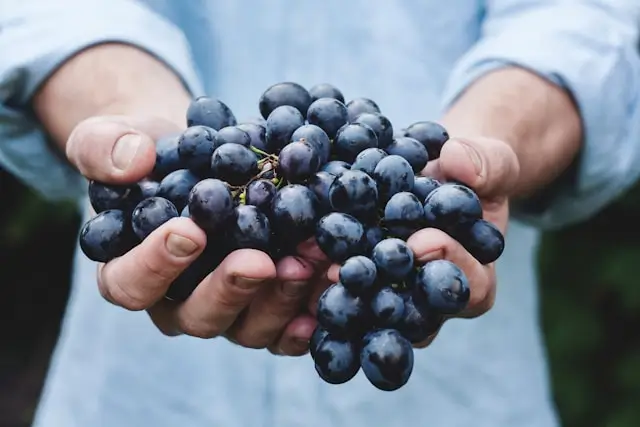 Hands holding fresh blueberries, representing foods and supplements studied in humans for metabolic health and weight management.