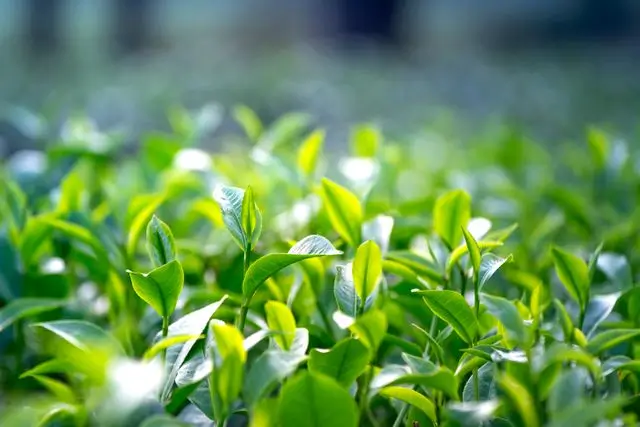 Fresh green tea leaves, the natural source of L-theanine used in relaxation and nighttime metabolism supplements.