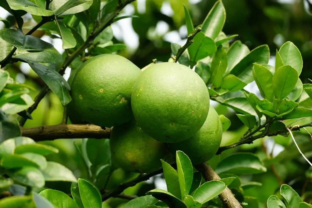 Green citrus fruits growing on a tree, representing natural ingredients used in fat-burning supplements and highlighting the comparison of citrus burn vs other fat burners for weight loss support.